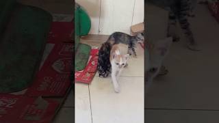 funny cats vine compilation , ឆ្មាប្រលែងគ្នា , funny cats videos