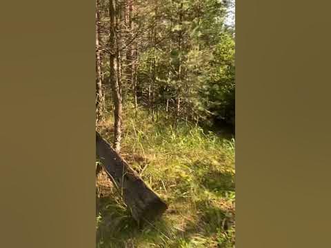 Заброшенный поезд 💀💀💀 - YouTube