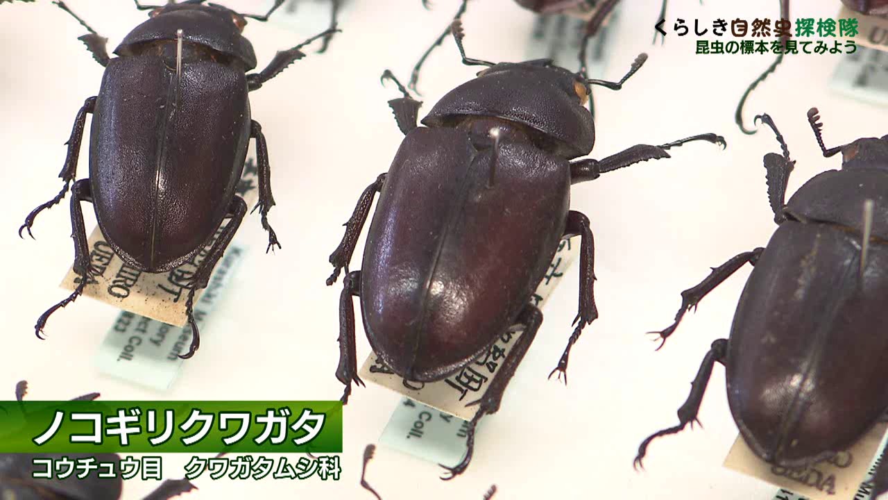 くらしき自然史探検隊 #07 昆虫の標本を見てみよう - YouTube