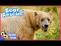 Circus Bear Now Lives Wild And Free | Animal Videos For Kids | Dodo Kids