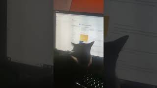 my cat pete won't stop opening tabs bruh