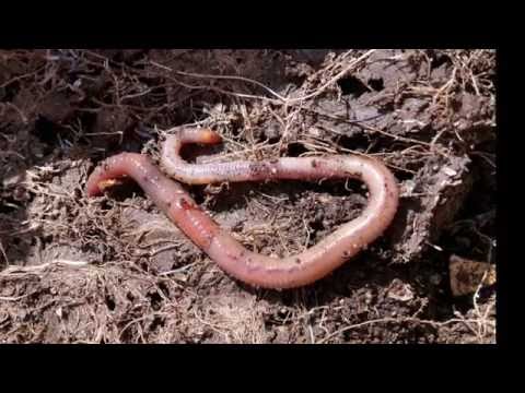 Video: ¿Cuál es la importancia económica del lumbricus terrestris?