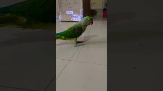 Parrot sound /Parrot talking /Amazing Parrot Voice #viral #shorts