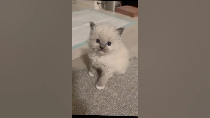 Video 11872411: cat kitten cute funnycats, funnycats kitten love, cat funny love kitten