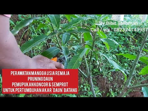 Video: Perawatan Pohon Mangga - Bagaimana Cara Menumbuhkan Pohon Mangga