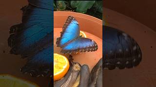 Blue Morpho Butterfly           #butterfly #bluemorpho #morpho