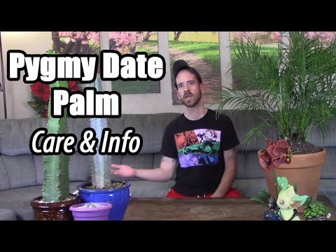 Video: Pygmy Palm Growing - Merawat Pohon Palem Pygmy Date