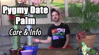 Pygmy Date Palm Care & Information (Phoenix roebelenii)