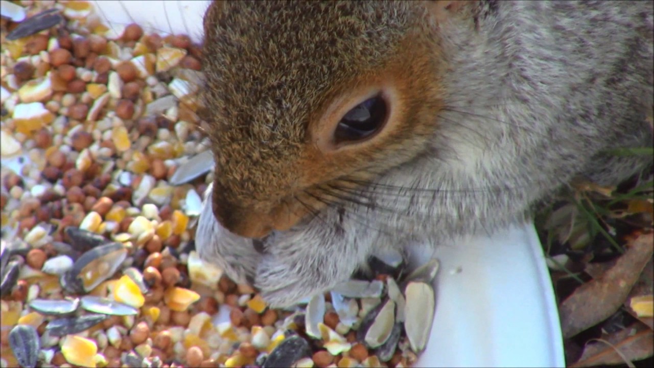 Squirrels Hogging The Bird Feeder Youtube