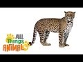 * LEOPARD * | Animals For Kids | All Things Animal TV