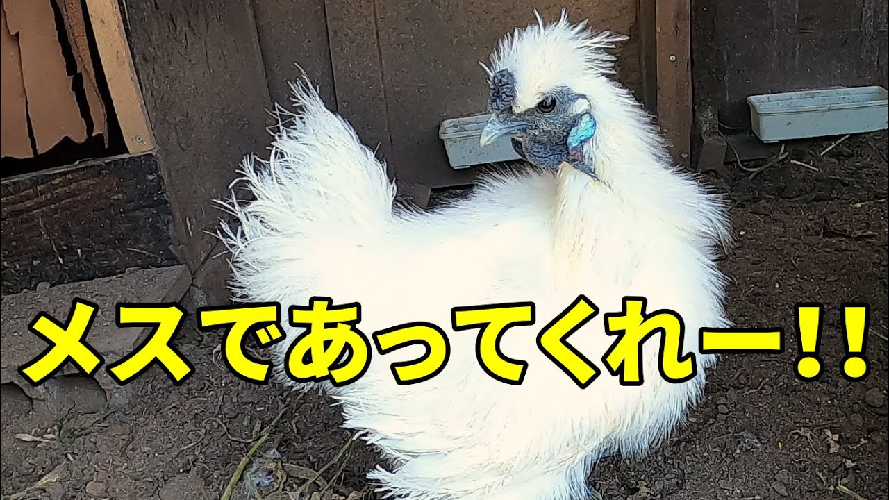 メス希望】ついにもらってきたウコッケイの性別判明！？【ニワトリ飼育