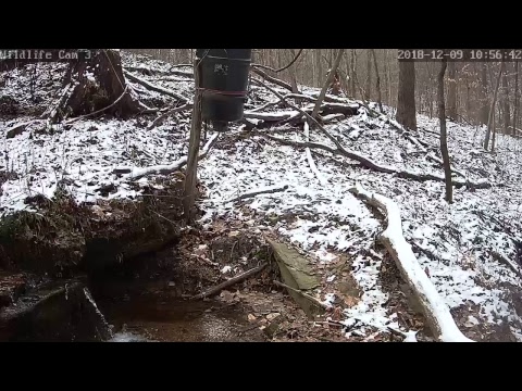 webcamera stegna Live Deer & Wildlife Webcam 3