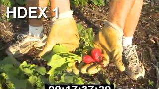 Hd Garden Part 3