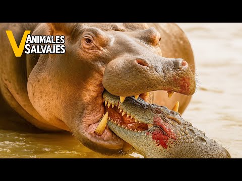 The Most Incredible Wild Animal Fights Ever Recorded | Wild Animals