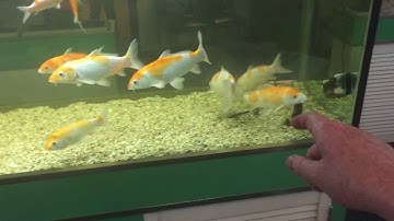 Oxygen problems are common in aquariums