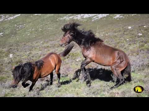 Video: Raza De Caballo Welsh Cob Hipoalergénico, Para La Salud Y La Vida