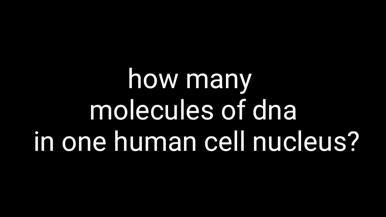How many molecules of dna in human cell nucleus - YouTube
