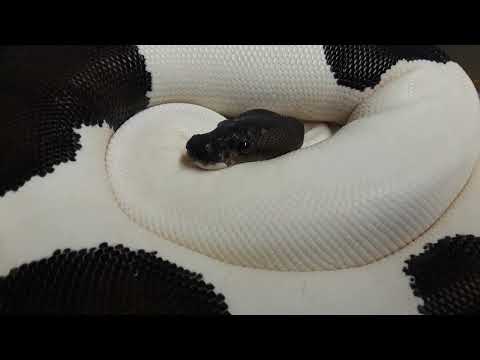 Panda Piebald Ball Python Update Fall 2022