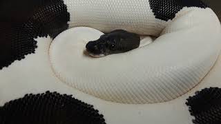Famous Panda Piebald Ball Python Update Fall 2022 Wealth