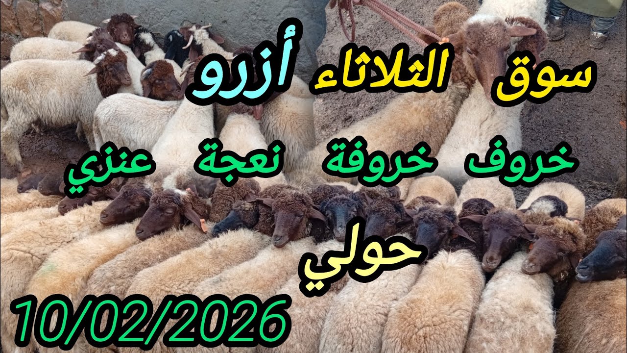 ثمن خروف خروفة نعجة عنزي حولي بسوق الثلاثاء أزرو بتاريخ 10/02/2026#اكسبلور #animals #foryou 