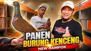 PANEN BURUNG KENCENG NEW RAMPOK