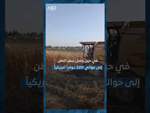 حصاد الذرة في المنصورة ب الطبقة في سوريا