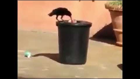 An intelligent Crow - throw in dustbin