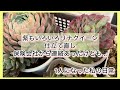 [多肉植物]事故の保険会社から連絡ありましたけども…話めちゃ疲れた…^_^1人になった私の戯言