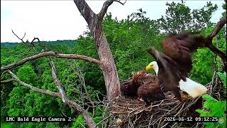 LMC Eagle Cam: 2026.06.12 Eaglets acting like a goal keeper when food is coming.