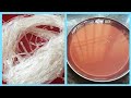 How to make china grass in tamilhow to make agar agar at home how to make china grass at home