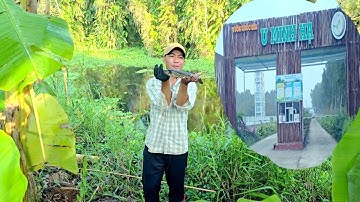 Câu Cá Lóc Đồng Vườn Quốc Gia U Minh Hạ √ Câu Cá Lóc Đồng