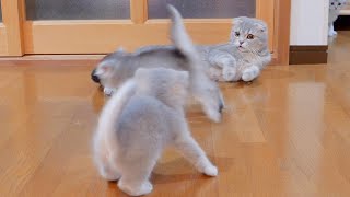 The mother cat can't hide her surprise when the kitten learns to run.