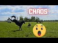 This is going completely wrong!!! 😱 | All colts | Friesian Horses
