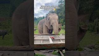 Chiang Mai’s favorite giant is back for a quick snack🐘 #explore #shorts #thailand #elephant #travel