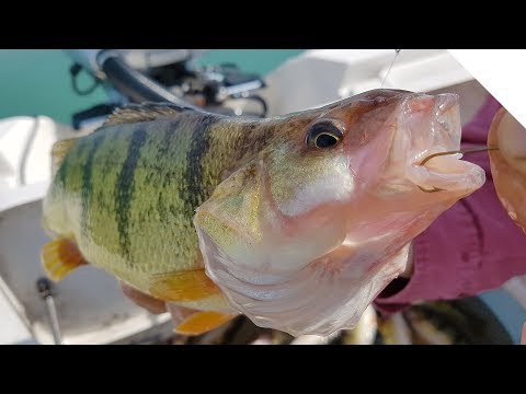Jigging for Jumbo