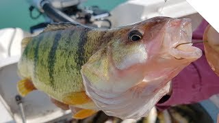 Jigging for Jumbo Lake Erie Perch!