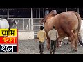 Gabtoli gorur haat 2019 - Big cow in Dhaka
