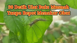 Cara Mudah Basmi Ulat Bulu Tanpa Repot Meracik Insektisida (30 detik Ulat Rontok)