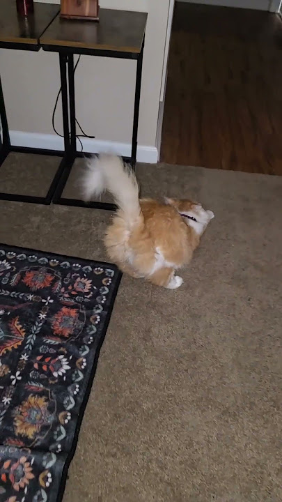 cat 3