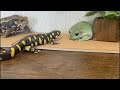 Tiger salamander is interested in frogs and the azuma toad is freewheeling