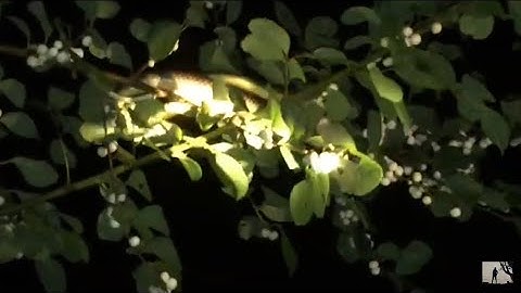 Sát Thủ Nằm Trên Cây .Rắn Hổ Mây Và Ong Vò Vẻ Ngâm Rượu .Thanh Tâm Vlog