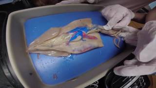 Squid Dissection