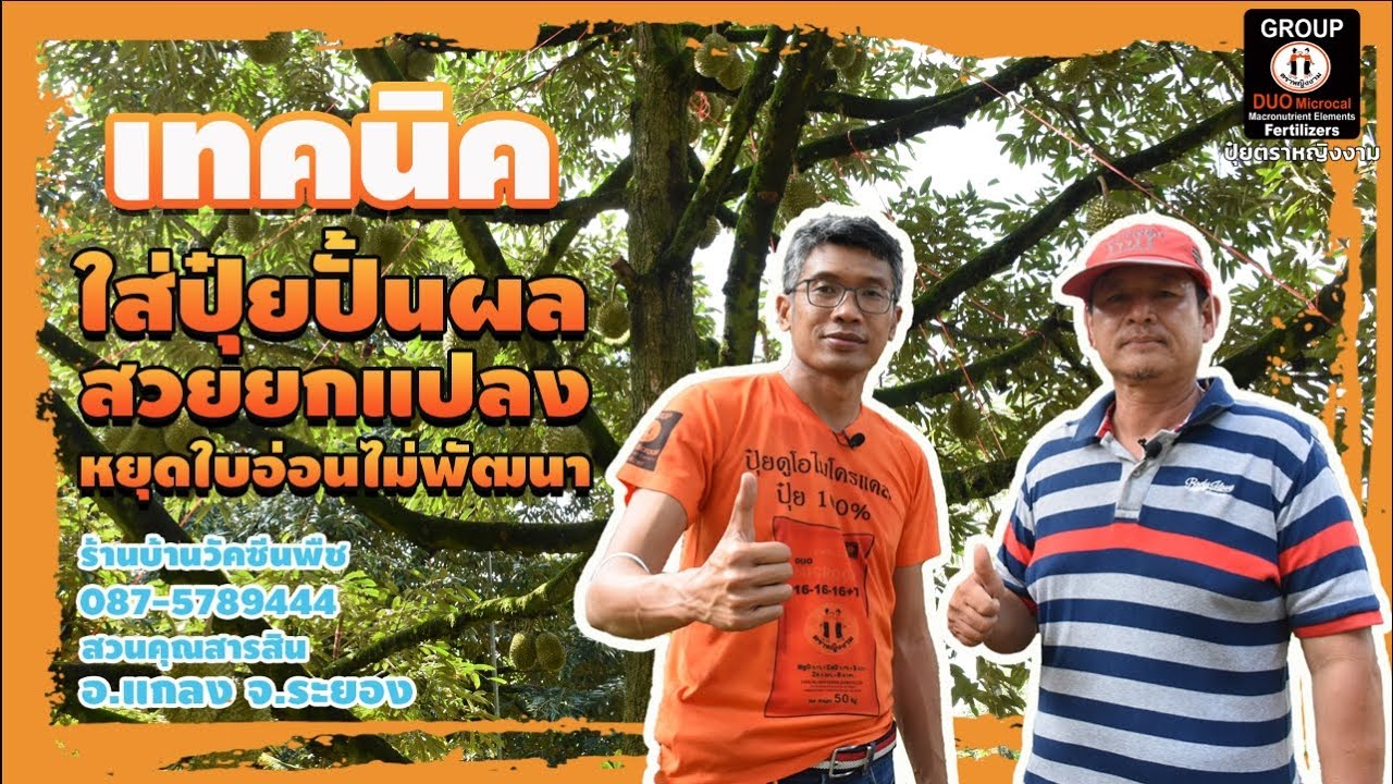 เทคนิคใส่ปุ๋ย ปั้นผลสวยยกแปลง‼ หยุดใบอ่อนไม่พัฒนา ร้านบ้านวัคซีนพืช 📍สวนคุณสารสิน อ.เเถลง จ.ระยอง