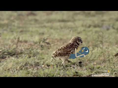 Owl saves bird
