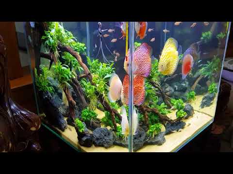 Video Cách trang trí hồ cá dĩa - youtube