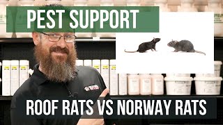 What's the Difference Between a Roof Rat and a Norway Rat? | Pest Support