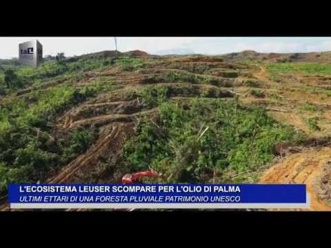 Video: L'olio Di Palma Sta Uccidendo Foreste Pluviali, Specie E Persone In Pericolo