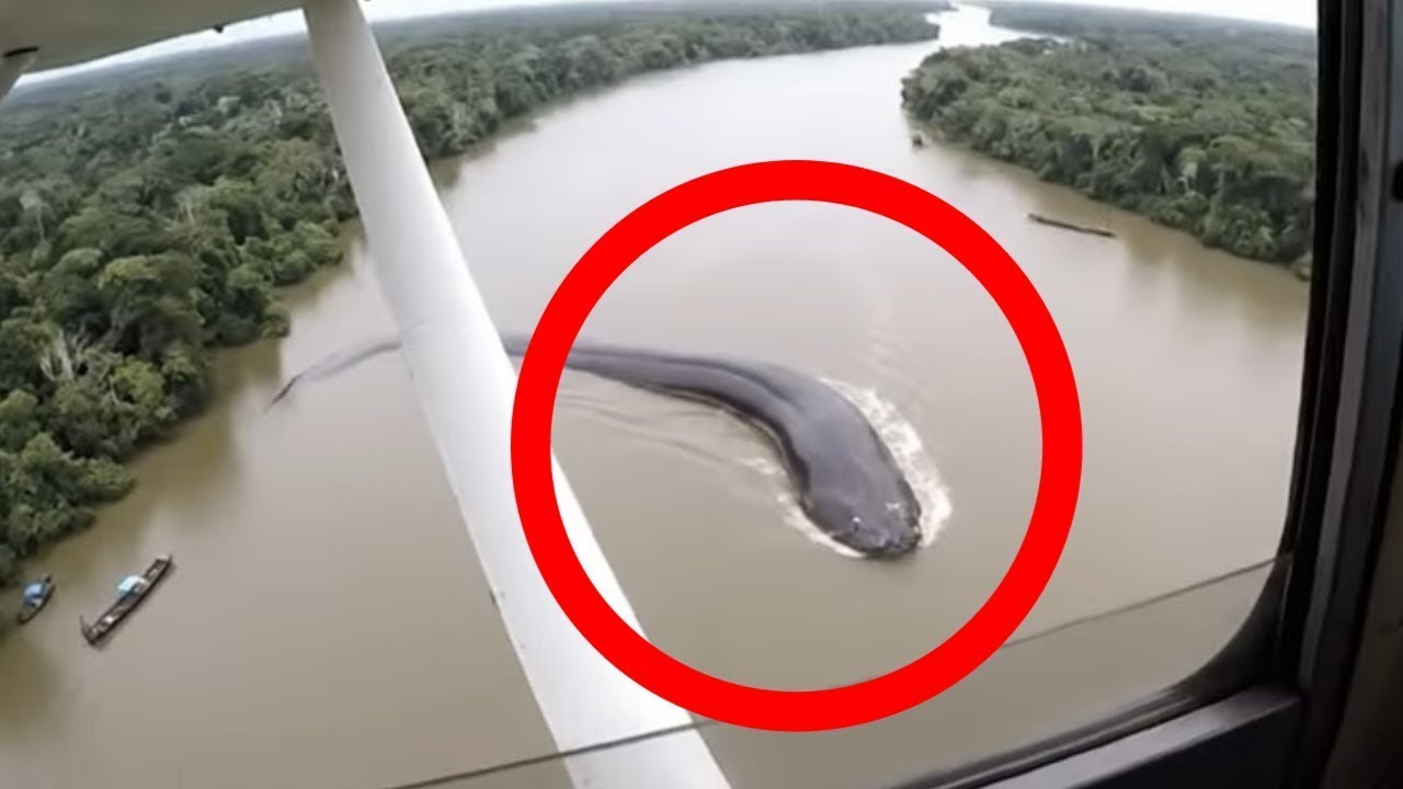 ಕಾಳಿ ನದಿ ಡೇಂಜರ್ ..! Kali River in Danger | Dandeli | Karwar | Dandeli Tourist Places | Resorts |