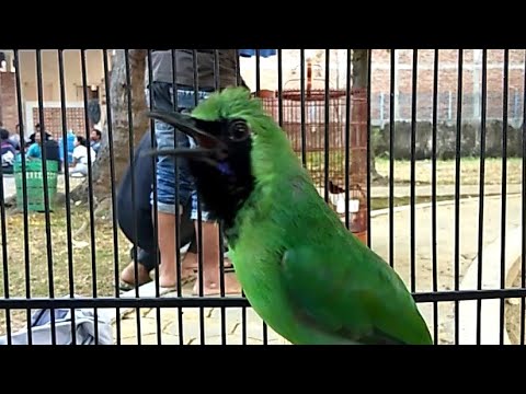 23++ Burung cucak ijo betina gacor terbaru