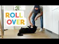 Teach Your Cat To Roll Over With Clicker Training